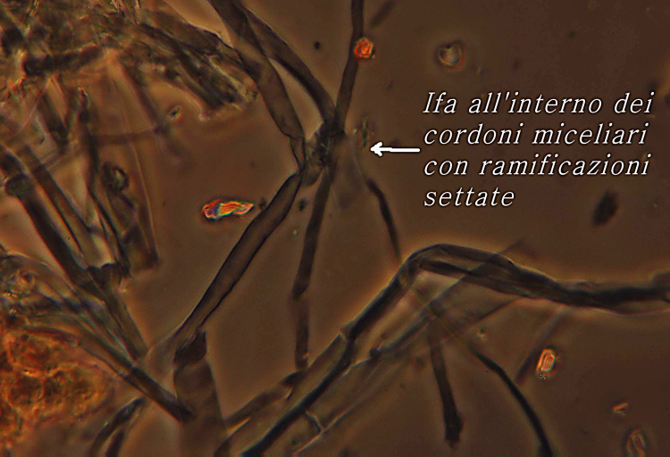 fungo in miniera